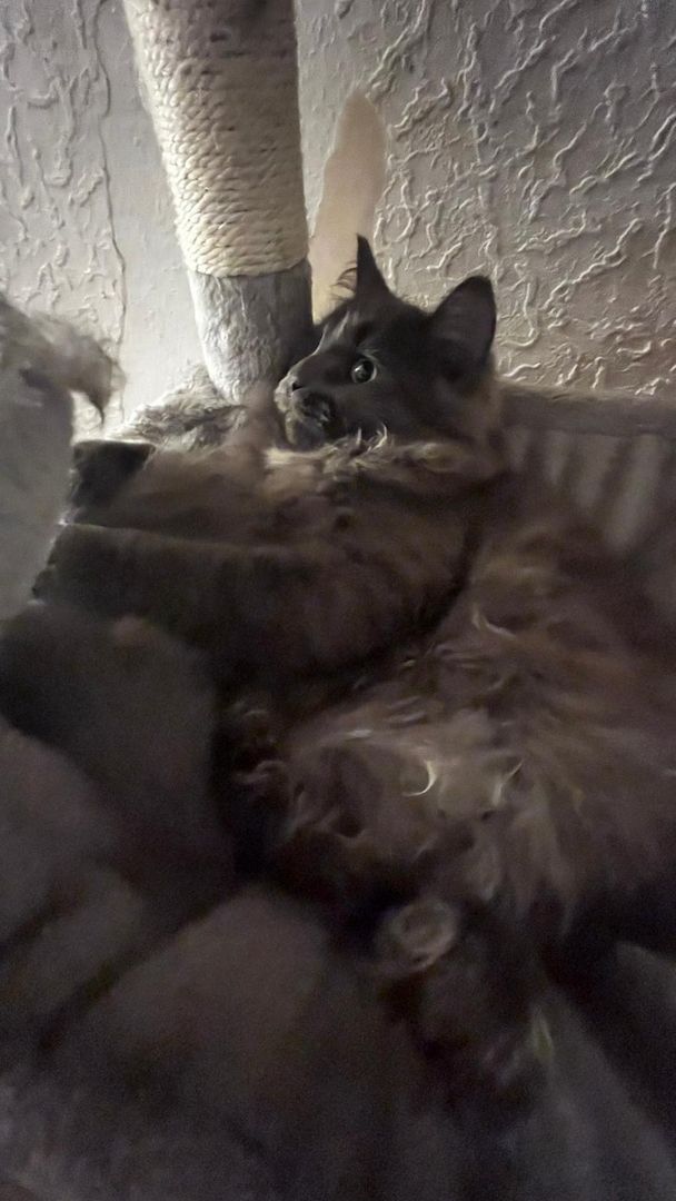 Reinrassiges Maine Coon kitten