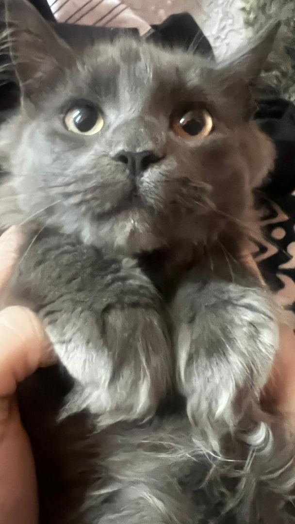 Reinrassiges Maine Coon kitten