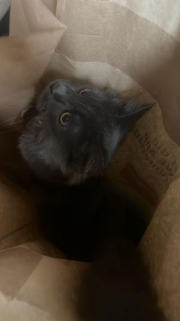 Reinrassiges Maine Coon kitten