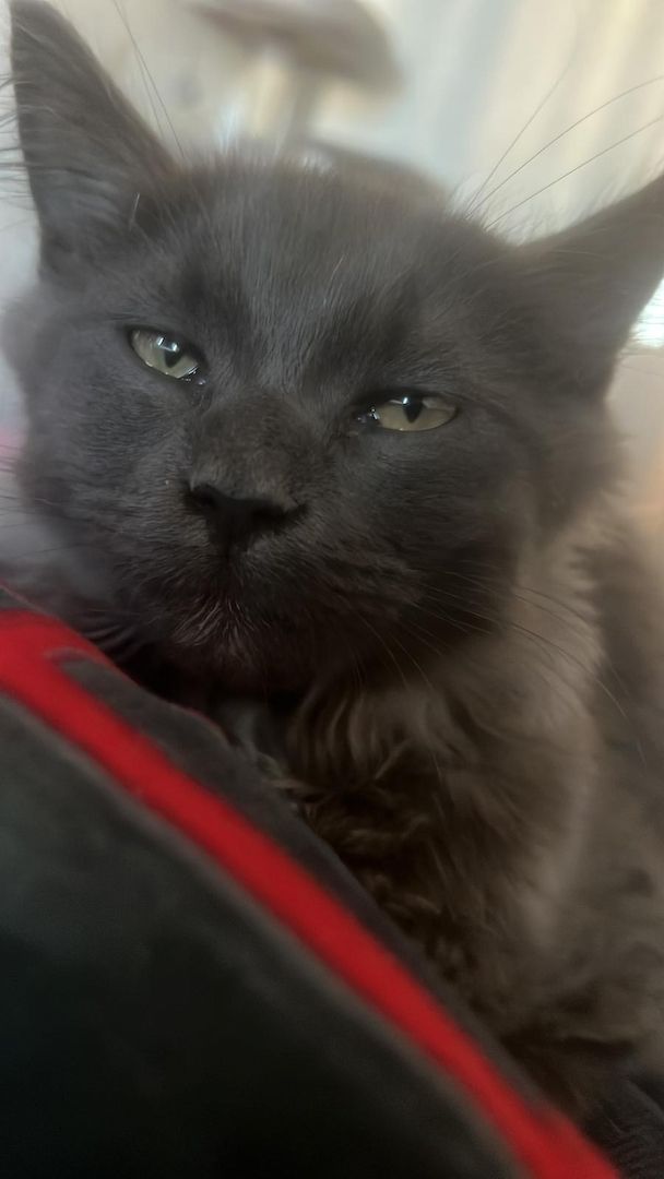 Reinrassiges Maine Coon kitten