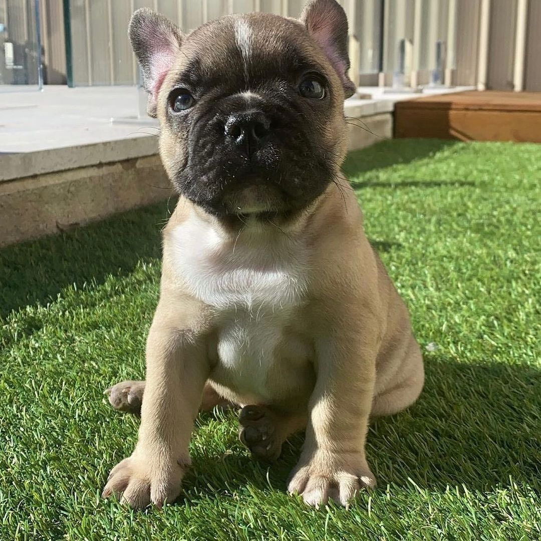 Französische Bulldoggenwelpen verfügbar