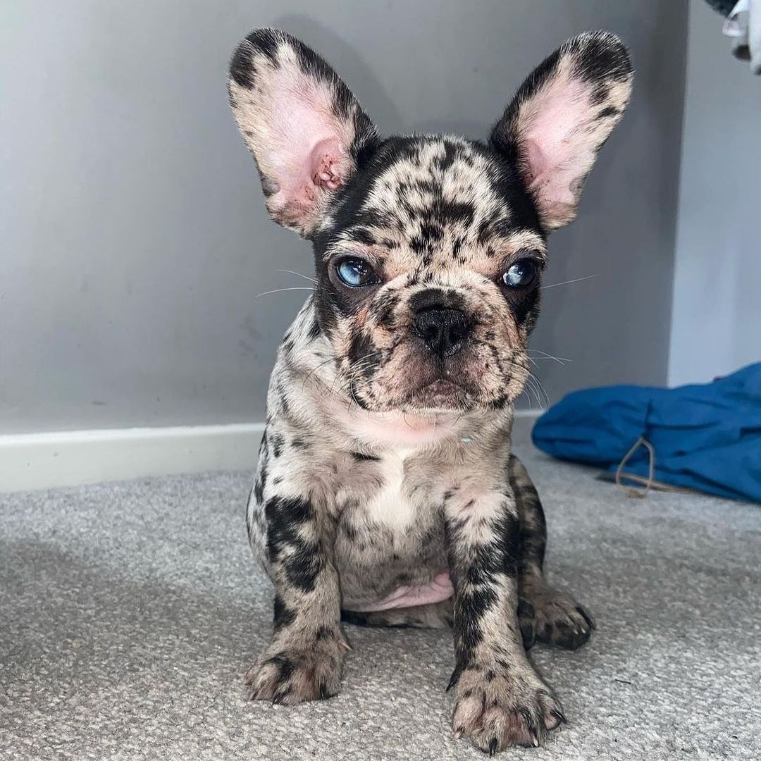 Französische Bulldoggenwelpen verfügbar