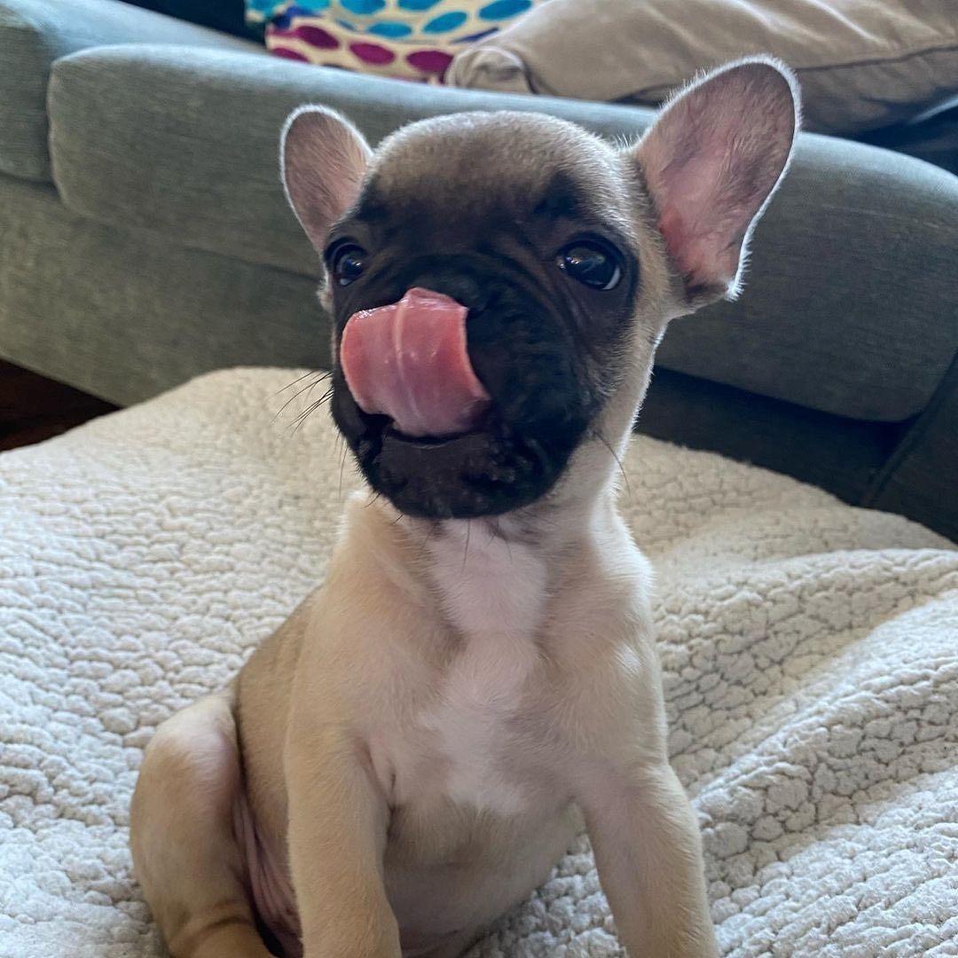 Französische Bulldoggenwelpen verfügbar