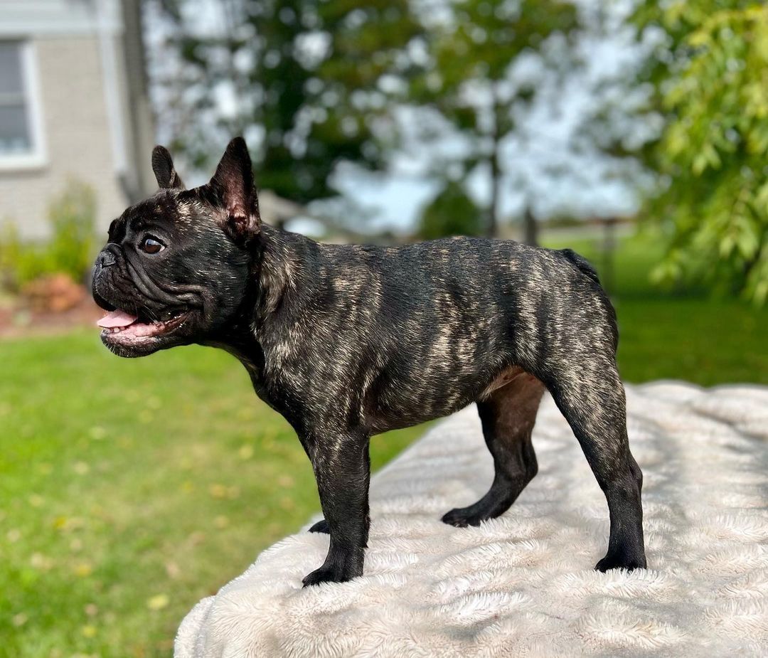 Französische Bulldoggenwelpen verfügbar