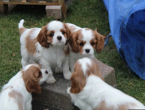 Cavalier King Charles Spaniel Welpen