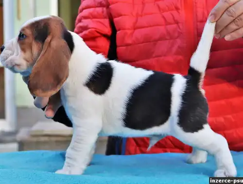 Männliche und weibliche Beagle