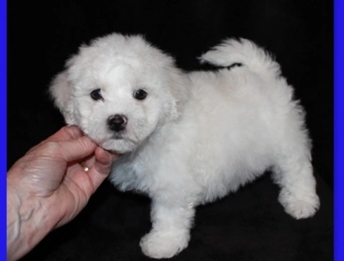 Entzückende Bichon Frisé-Welpen