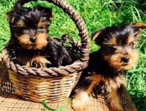 Yorkie welpen suchen neues Zuhause