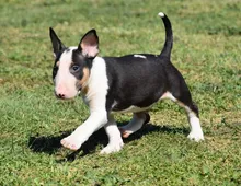 Miniatur Bullterrier Welpe