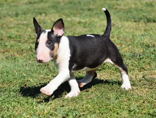 Miniatur Bullterrier Welpe