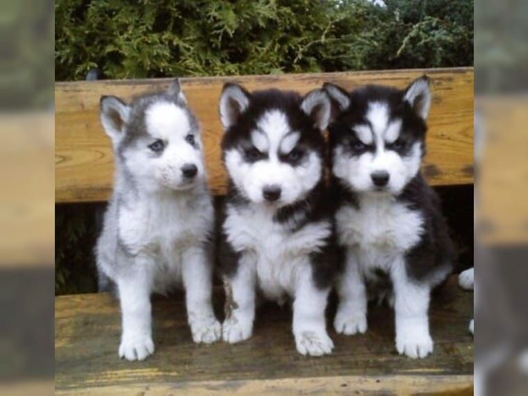 Blaue Augen Siberian Husky Welpen Blaue Augen Siberian Husky Welpen
