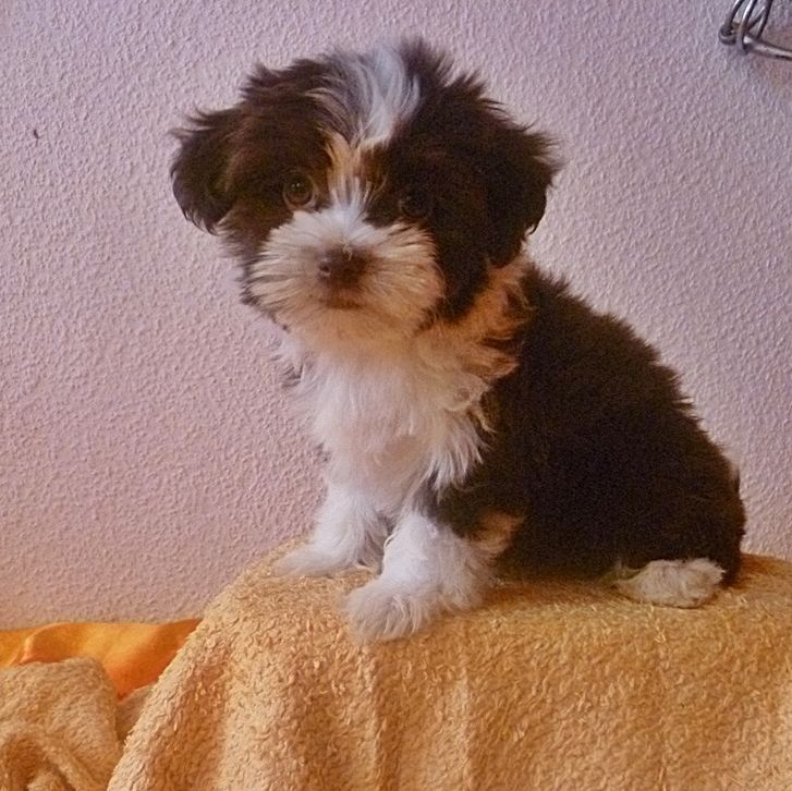 Super Bolonka Zwetna