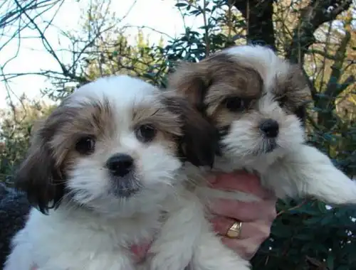 Shih Tzu Welpe! Kinderlieb und mehrere farben