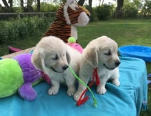 Golden Retriever Welpen ab sofort abzugeben!