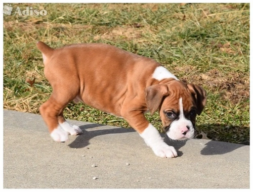 Wunderschöne Boxer Welpen