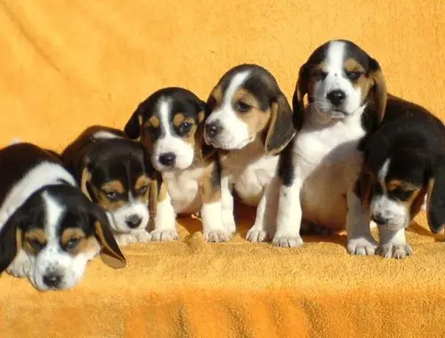 Beagle Welpen