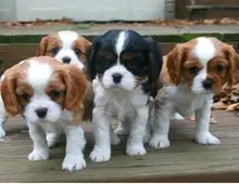 Cavalier King Charles Spaniel Welpe