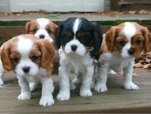 Cavalier King Charles Spaniel Welpe