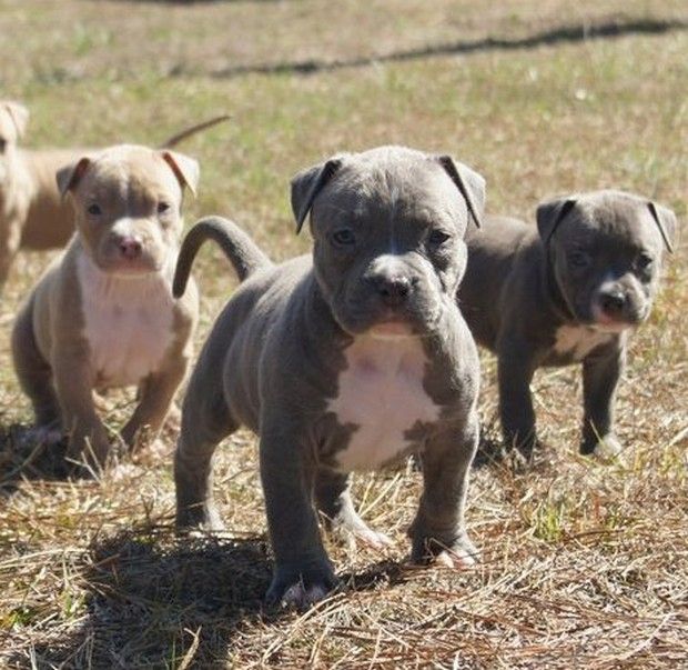 Pitbull Blueline welpen 12 Wochen alt Pitbull Blueline welpen 12 Wochen alt