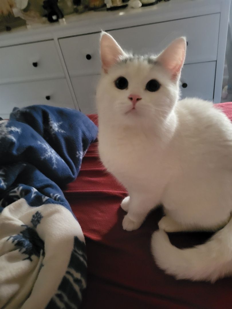 Super süsser BLH Katerchen