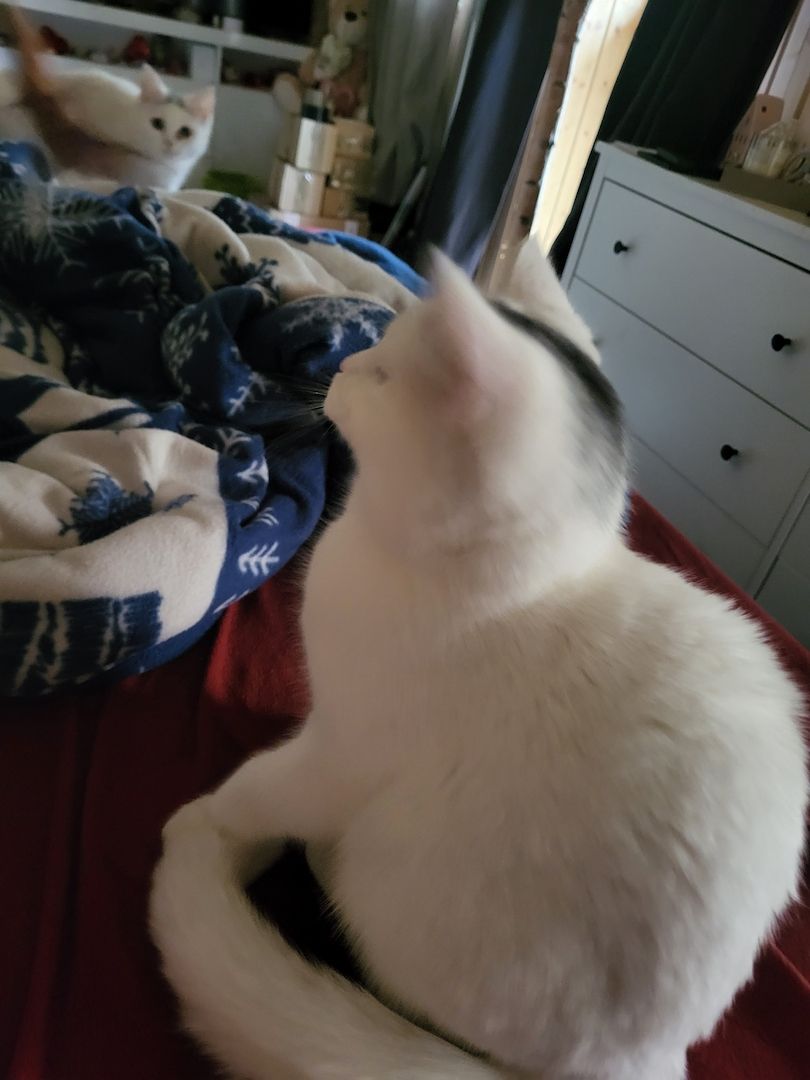 Super süsser BLH Katerchen