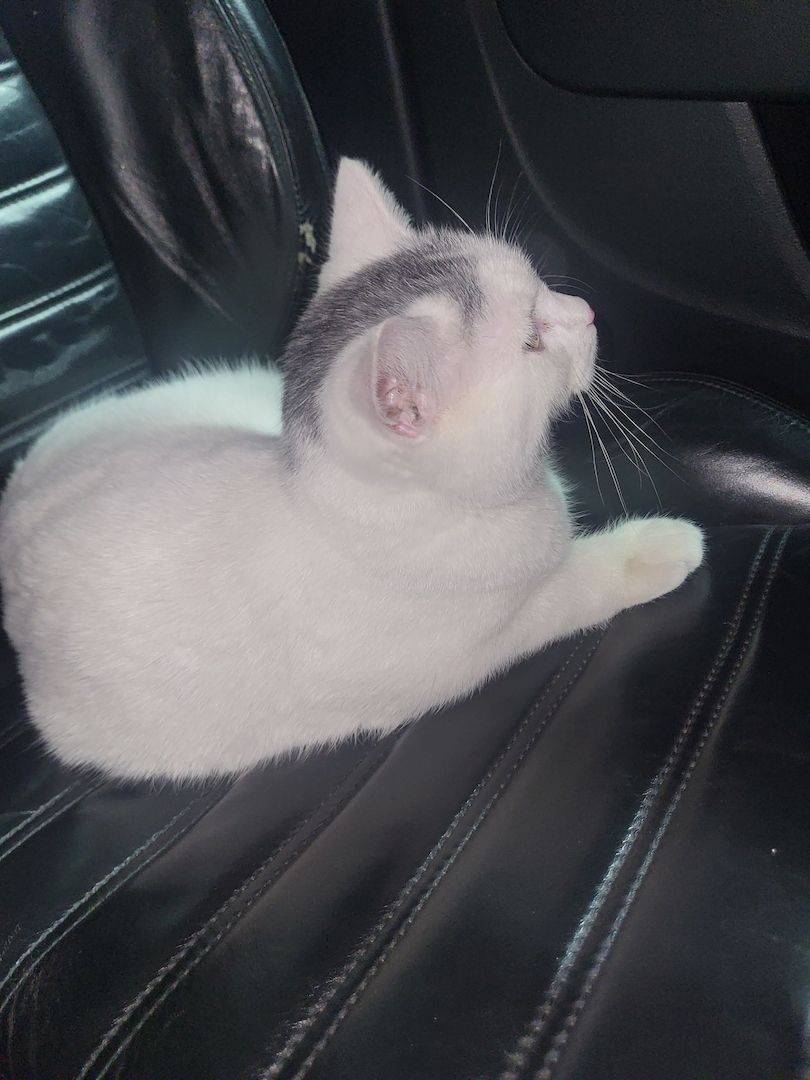 Super süsser BLH Katerchen