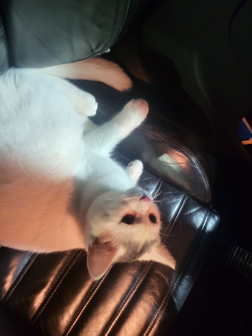 Super süsser BLH Katerchen