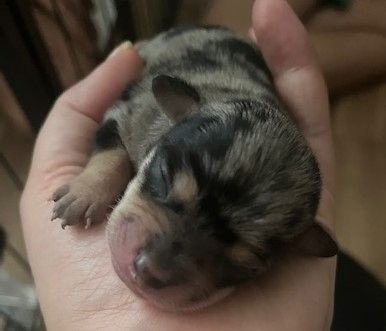 Chihuahua Welpen Merle (evtl. blaue Augen)