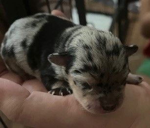 Chihuahua Welpen Merle (evtl. blaue Augen)