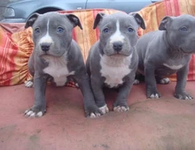 American Pitbull-Terrier Blueline Welpen ,,