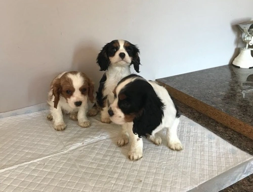 Cavachon-Welpen von herausragender Qualität zur Adoption verfügbar