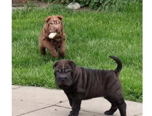 Wir haben zwei wunderschöne Shar-Pei-Welpen zu vergeben,,