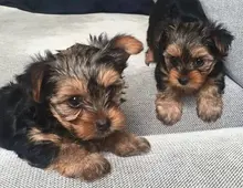 Schön Yorkshire Terrier Steel Blue Welpe