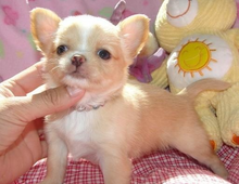 MINI-Chihuahua Welpen