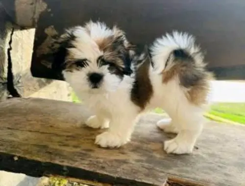 Charmante Babys Shih Tzu Welpe