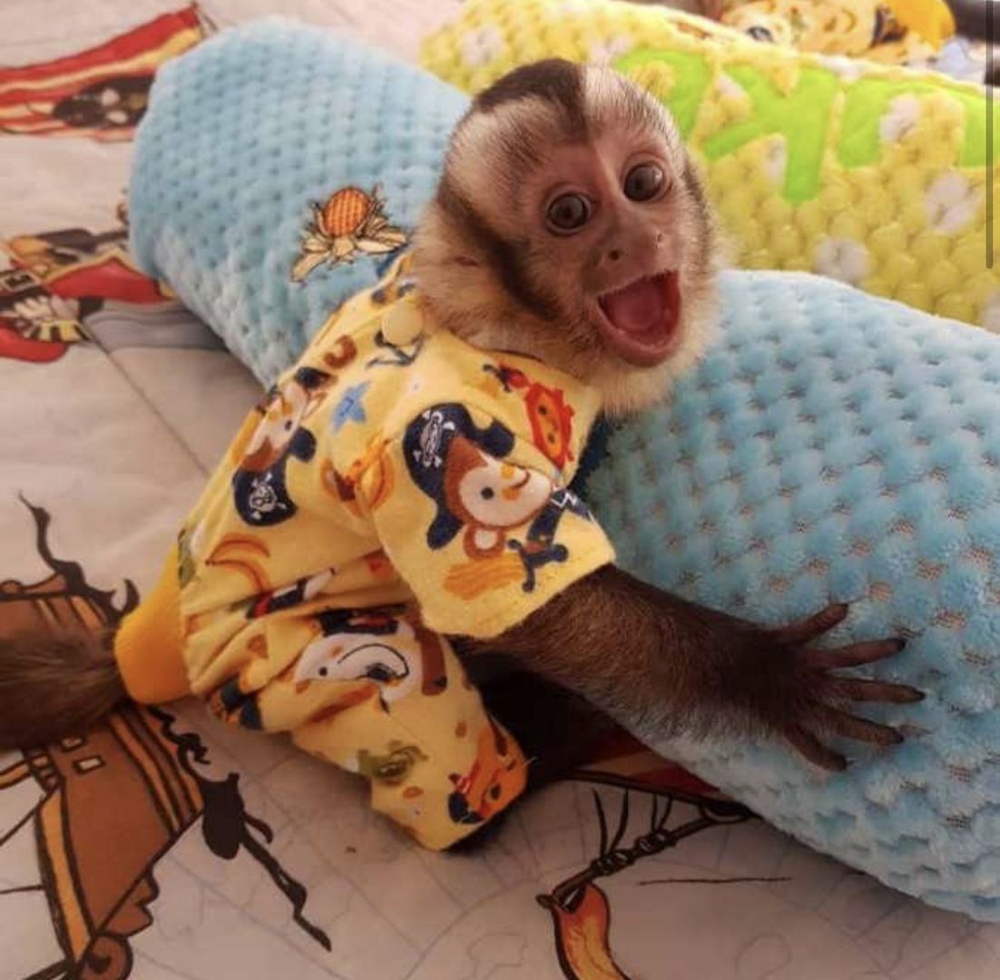 Kapuzineraffen und Krallenaffen verfügbar