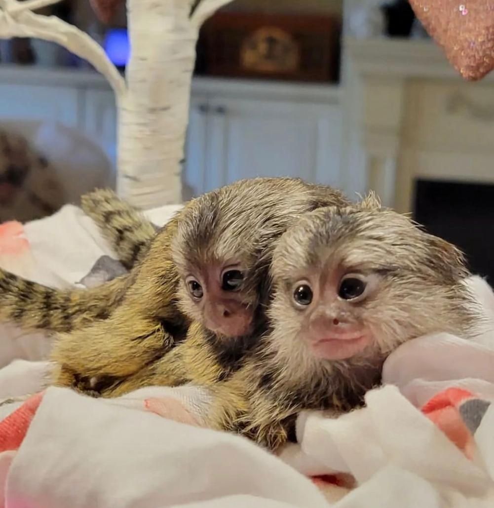 Krallenaffen verfügbar