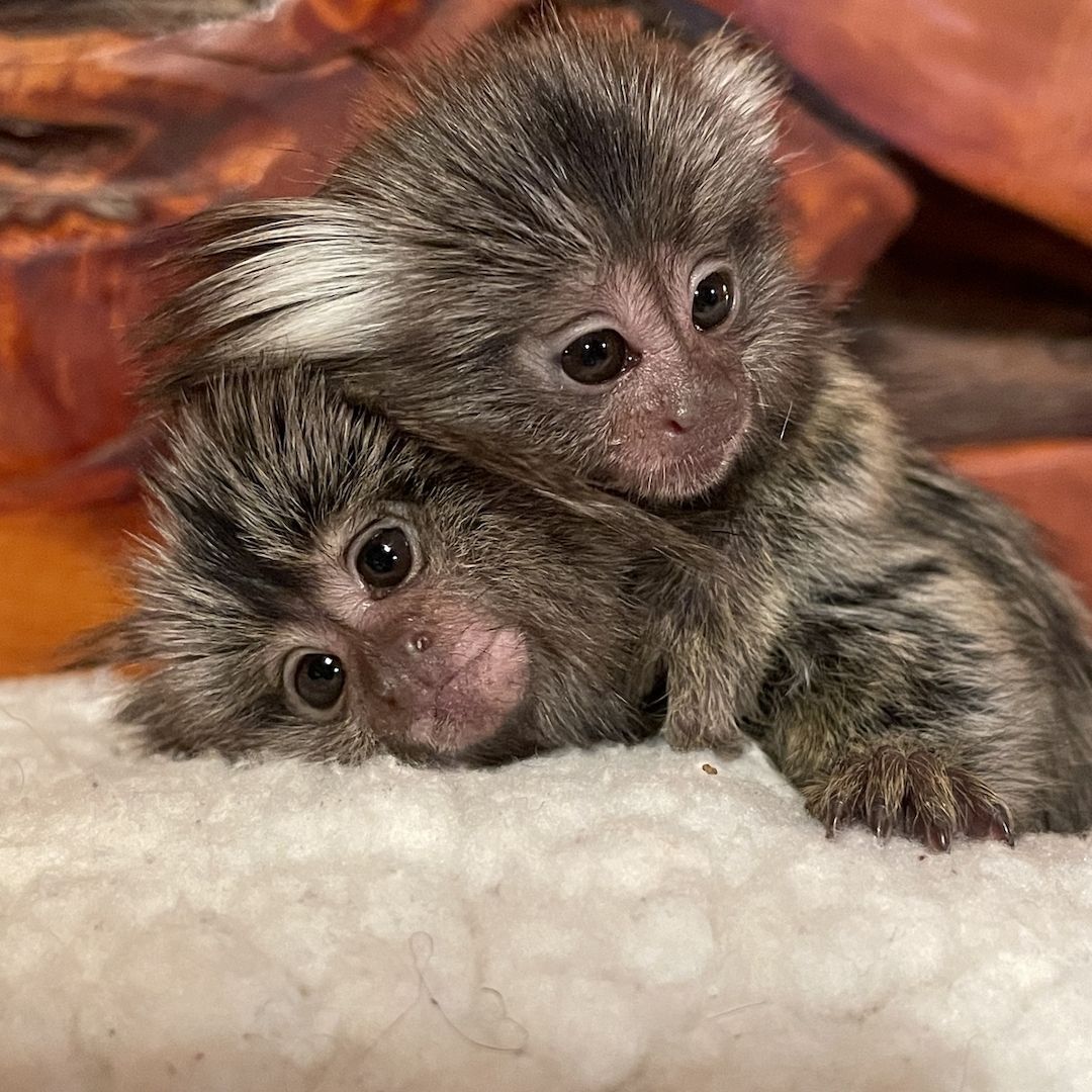 Krallenaffen verfügbar