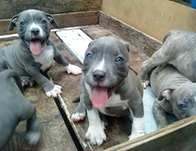 American Blue-Line Pit Bull Terrier Welpen W M