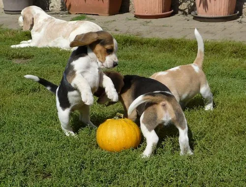 Männliche und weibliche Beagle