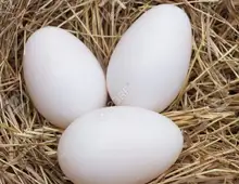 Befruchtete Papageieneier und Papageienbabys zu verkaufen.