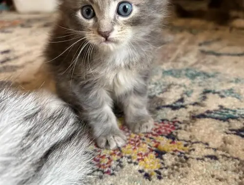 Süße Maine Coon Kätzchen zu verkaufen