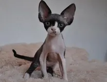 Devon Rex Kätzchen zu verkaufen