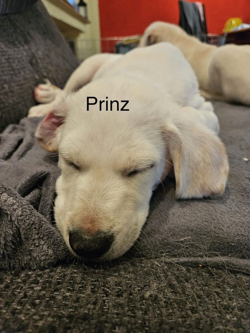 Labrador Goldi mix Welpen