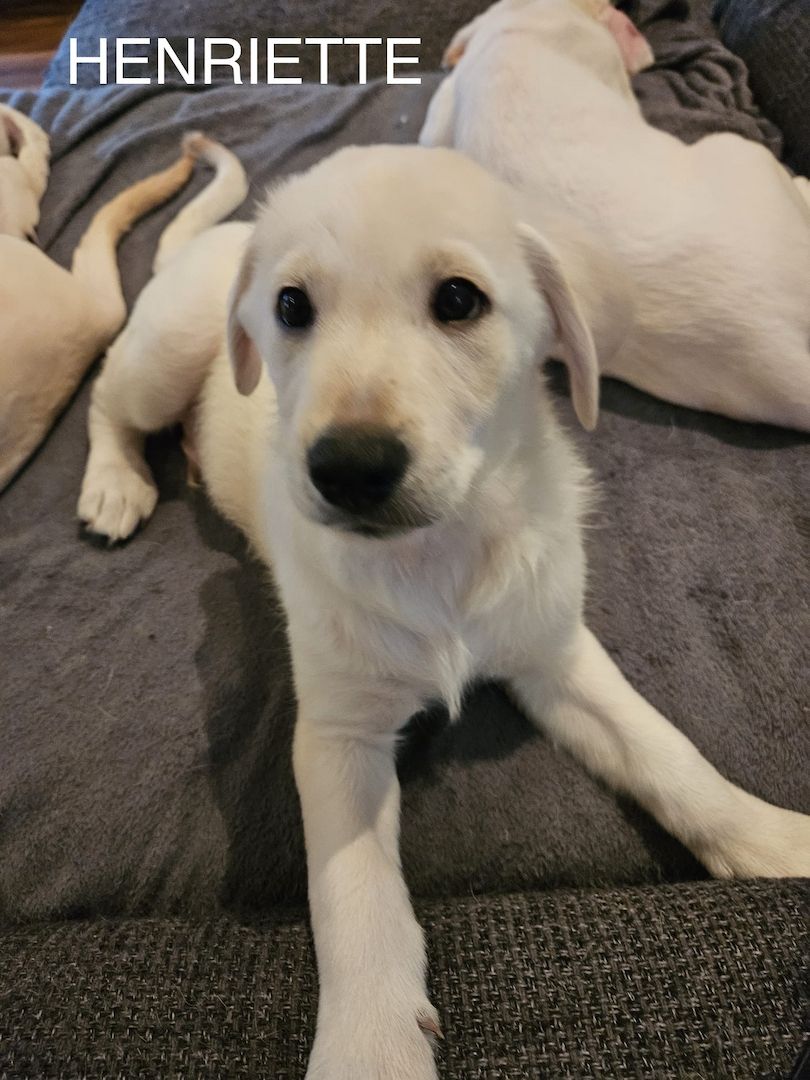 Labrador Goldi mix Welpen