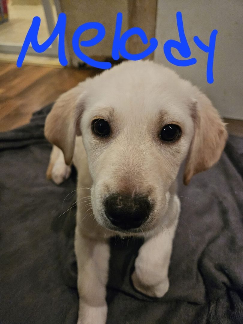 Labrador Goldi mix Welpen