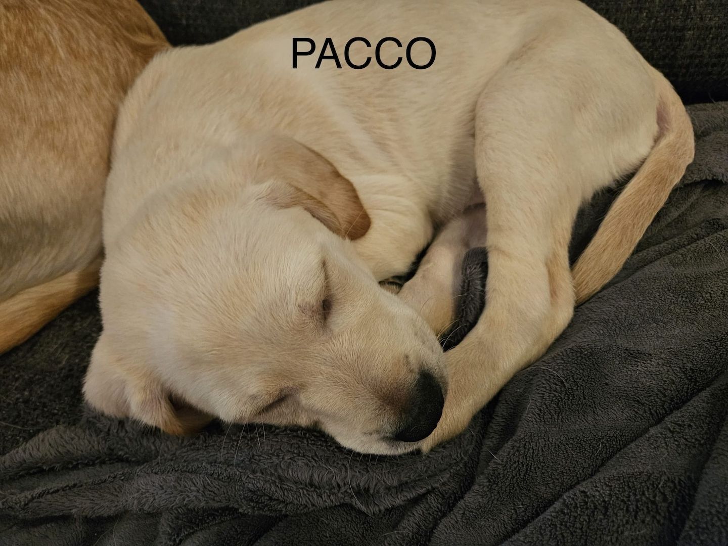 Labrador Goldi mix Welpen