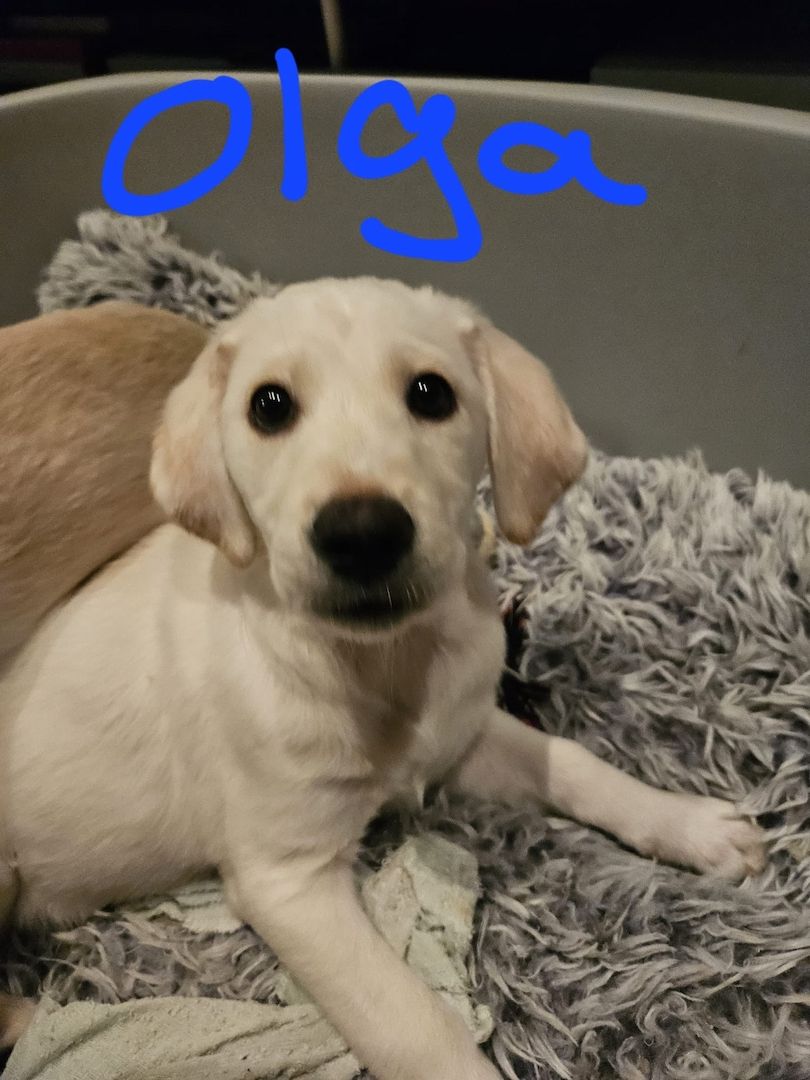 Labrador Goldi mix Welpen