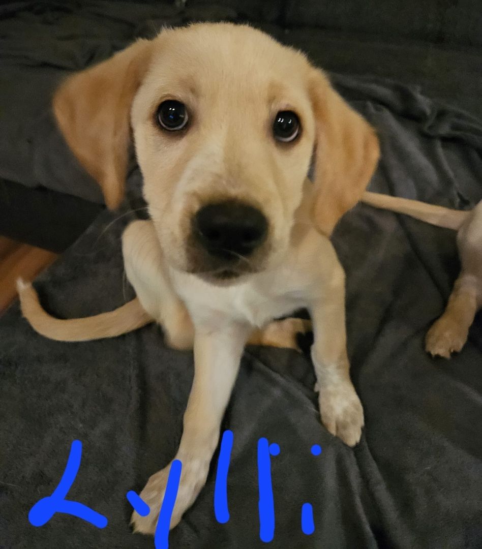 Labrador Goldi mix Welpen