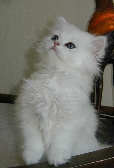 Persian kittens